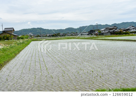 水稻種植季節 美麗的日本稻田 水稻種植季節 美麗的日本稻田 126659012