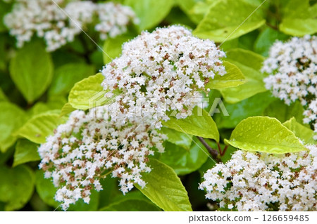 Viburnum flowers with water drops on a rainy day 126659485
