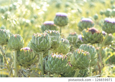 Blooming Artichoke Field with Sunlight and Spider Webs 126659971