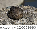 Mallard resting on a rock 126659993