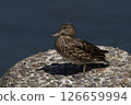 Mallards coming to the shore 126659994