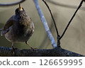 Shirohara perching on a branch 126659995