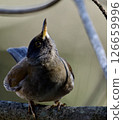 Pale thrush perching on a branch 126659996