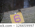 A Daurian redstart perched on a sign in a winter park 126659997