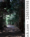 A road surrounded by trees 126659998