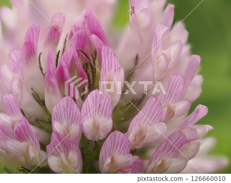 close up of red clover 126660010