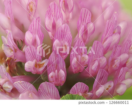 close up of red clover close up of red clover 126660011