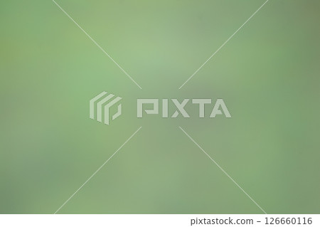 模糊的新鮮綠葉 126660116