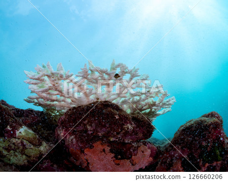 Coral bleaching is occurring due to continued high sea temperatures. Hirizohama Nakagi Minamiizu Town Izu Peninsula Shizuoka Prefecture 2024 126660206