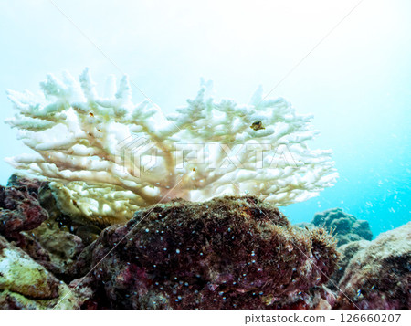 Coral bleaching is occurring due to continued high sea temperatures. Hirizohama Nakagi Minamiizu Town Izu Peninsula Shizuoka Prefecture 2024 126660207