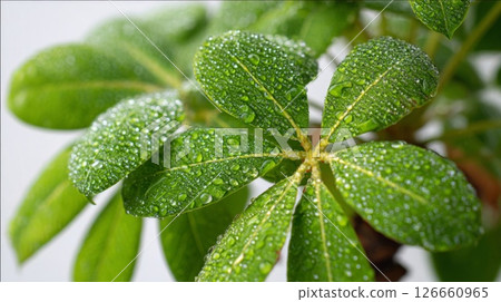 Closeup of Green Leaves with Water Drops 126660965