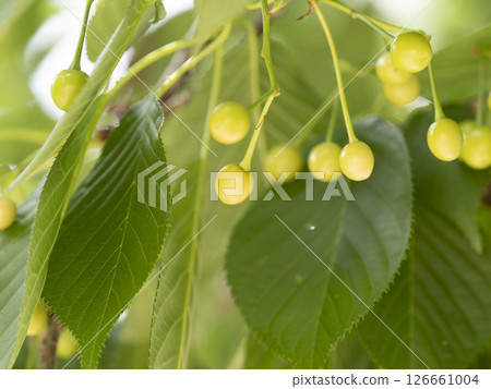 Unripe cherry fruit 126661004