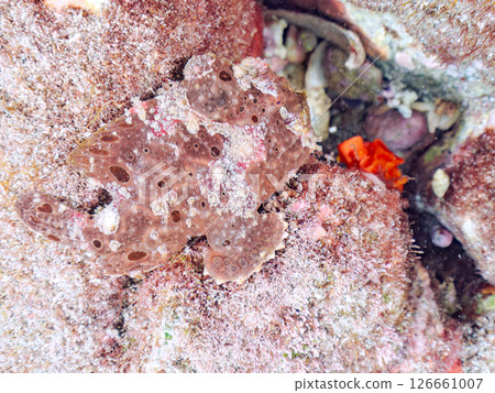 A giant frogfish hunts by waving its esca to attract fish. Nakagi Hirizo Beach, Minamiizu Town, Kamo District, Izu Peninsula 126661007