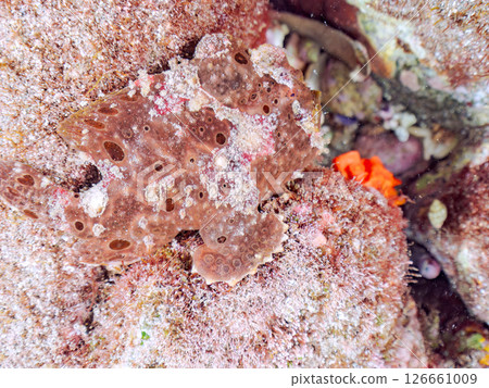 一種巨大的安康魚,透過揮動角來吸引和捕食魚類。 伊豆半島加茂郡南伊豆町中木広濱 一種巨大的安康魚,透過揮動角來吸引和捕食魚類。 伊豆半島加茂郡南伊豆町中木広濱 126661009