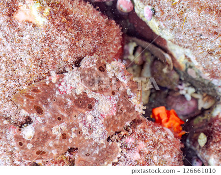 一種巨大的安康魚,透過揮動角來吸引和捕食魚類。 伊豆半島加茂郡南伊豆町中木広濱 一種巨大的安康魚,透過揮動角來吸引和捕食魚類。 伊豆半島加茂郡南伊豆町中木広濱 126661010