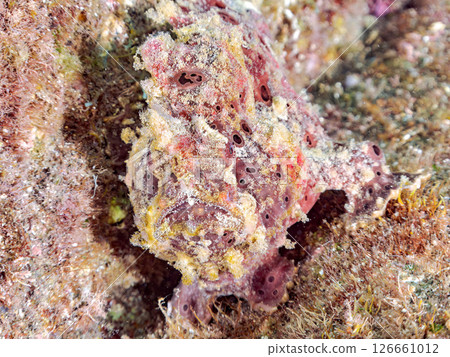 A giant frogfish hunts by waving its esca to attract fish. Nakagi Hirizo Beach, Minamiizu Town, Kamo District, Izu Peninsula 126661012