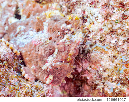 A giant frogfish hunts by waving its esca to attract fish. Nakagi Hirizo Beach, Minamiizu Town, Kamo District, Izu Peninsula 126661017