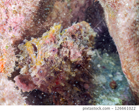 A giant frogfish hunts by waving its esca to attract fish. Nakagi Hirizo Beach, Minamiizu Town, Kamo District, Izu Peninsula A giant frogfish hunts by waving its esca to attract fish. Nakagi Hirizo Beach, Minamiizu Town, Kamo District, Izu Peninsula 126661022