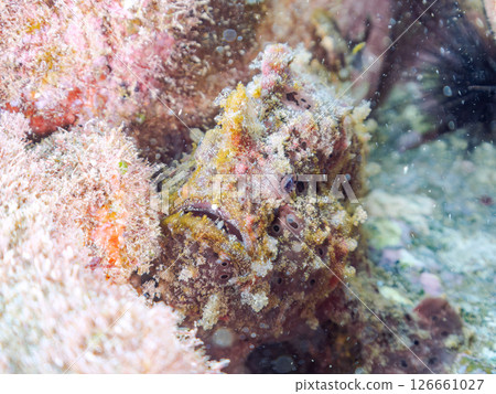 A giant frogfish hunts by waving its esca to attract fish. Nakagi Hirizo Beach, Minamiizu Town, Kamo District, Izu Peninsula 126661027