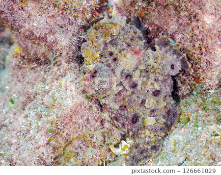 A giant frogfish hunts by waving its esca to attract fish. Nakagi Hirizo Beach, Minamiizu Town, Kamo District, Izu Peninsula A giant frogfish hunts by waving its esca to attract fish. Nakagi Hirizo Beach, Minamiizu Town, Kamo District, Izu Peninsula 126661029