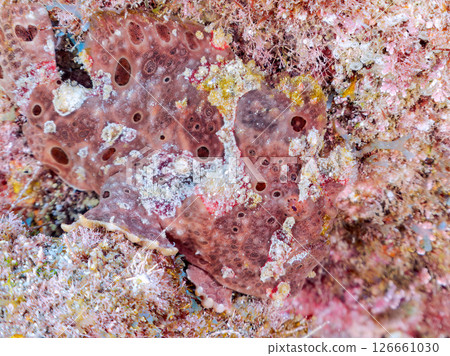 A giant frogfish hunts by waving its esca to attract fish. Nakagi Hirizo Beach, Minamiizu Town, Kamo District, Izu Peninsula 126661030
