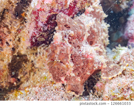A giant frogfish hunts by waving its esca to attract fish. Nakagi Hirizo Beach, Minamiizu Town, Kamo District, Izu Peninsula 126661033