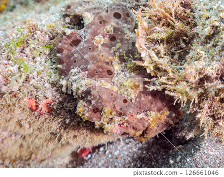 一種巨大的安康魚，透過揮動角來吸引和捕食魚類。 伊豆半島加茂郡南伊豆町中木広濱 126661046