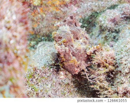 一種巨大的安康魚，透過揮動角來吸引和捕食魚類。 伊豆半島加茂郡南伊豆町中木広濱 126661055