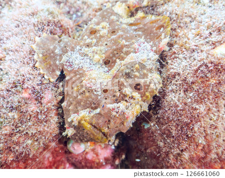 A giant frogfish hunts by waving its esca to attract fish. Nakagi Hirizo Beach, Minamiizu Town, Kamo District, Izu Peninsula A giant frogfish hunts by waving its esca to attract fish. Nakagi Hirizo Beach, Minamiizu Town, Kamo District, Izu Peninsula 126661060
