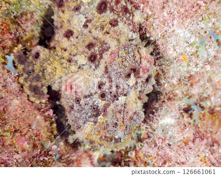 A giant frogfish hunts by waving its esca to attract fish. Nakagi Hirizo Beach, Minamiizu Town, Kamo District, Izu Peninsula A giant frogfish hunts by waving its esca to attract fish. Nakagi Hirizo Beach, Minamiizu Town, Kamo District, Izu Peninsula 126661061