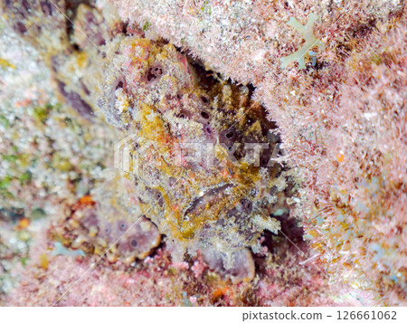 A giant frogfish hunts by waving its esca to attract fish. Nakagi Hirizo Beach, Minamiizu Town, Kamo District, Izu Peninsula A giant frogfish hunts by waving its esca to attract fish. Nakagi Hirizo Beach, Minamiizu Town, Kamo District, Izu Peninsula 126661062