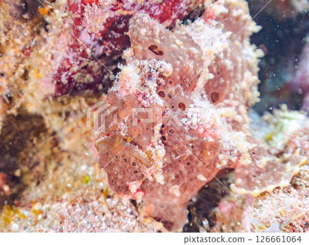 A giant frogfish hunts by waving its esca to attract fish. Nakagi Hirizo Beach, Minamiizu Town, Kamo District, Izu Peninsula A giant frogfish hunts by waving its esca to attract fish. Nakagi Hirizo Beach, Minamiizu Town, Kamo District, Izu Peninsula 126661064