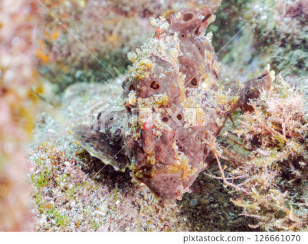 A giant frogfish hunts by waving its esca to attract fish. Nakagi Hirizo Beach, Minamiizu Town, Kamo District, Izu Peninsula A giant frogfish hunts by waving its esca to attract fish. Nakagi Hirizo Beach, Minamiizu Town, Kamo District, Izu Peninsula 126661070