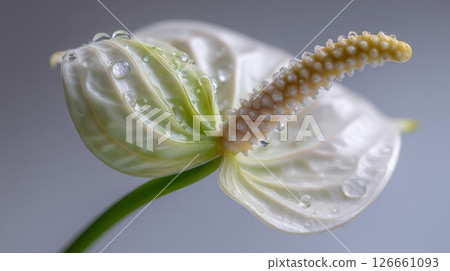 White Anthurium Flower with Dew Drops Closeup White Anthurium Flower with Dew Drops Closeup 126661093