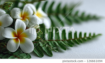 White Plumeria Flowers and Green Fern Closeup White Plumeria Flowers and Green Fern Closeup 126661094
