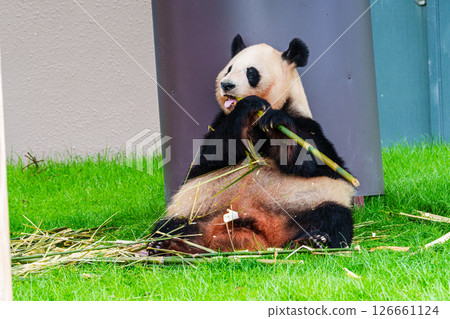 Goodbye Pandas - Kaedehama Beach 10 at Adventure World in Nanki Shirahama Goodbye Pandas - Kaedehama Beach 10 at Adventure World in Nanki Shirahama 126661124