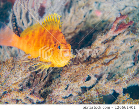 Cute hawkfish (hawkfish family). Hirizohama Nakagi Minamiizu Town Izu Peninsula Shizuoka Prefecture 2024 126661401