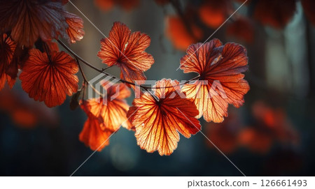 Red Autumn Leaves Backlit by Sunlight 126661493