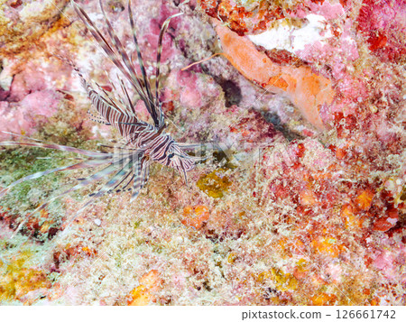 一隻美麗的幼年紅獅子魚（Psognathinae 亞科）。靜岡縣、伊豆半島、加茂郡、南伊豆町、中木埼三海水浴場 2024 126661742