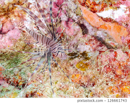 A beautiful juvenile lionfish (Pscophylla subfamily). Nakagi Hirizo Beach, Minamiizu-cho, Kamo-gun, Izu Peninsula, Shizuoka Prefecture 2024 126661743