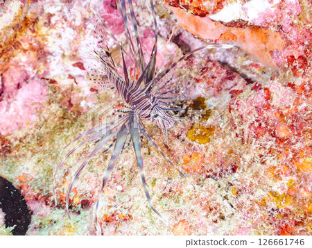 A beautiful juvenile lionfish (Pscophylla subfamily). Nakagi Hirizo Beach, Minamiizu-cho, Kamo-gun, Izu Peninsula, Shizuoka Prefecture 2024 A beautiful juvenile lionfish (Pscophylla subfamily). Nakagi Hirizo Beach, Minamiizu-cho, Kamo-gun, Izu Peninsula, Shizuoka Prefecture 2024 126661746