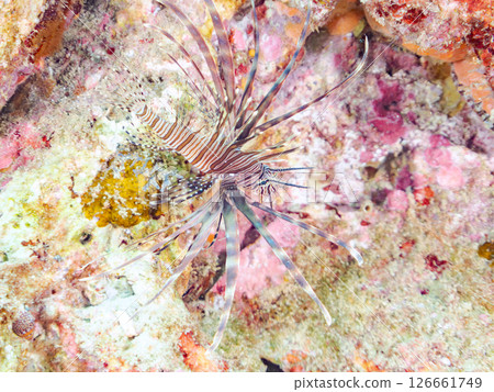 A beautiful juvenile lionfish (Pscophylla subfamily). Nakagi Hirizo Beach, Minamiizu-cho, Kamo-gun, Izu Peninsula, Shizuoka Prefecture 2024 126661749