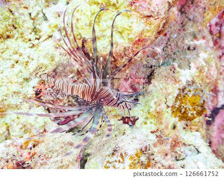 A beautiful juvenile lionfish (Pscophylla subfamily). Nakagi Hirizo Beach, Minamiizu-cho, Kamo-gun, Izu Peninsula, Shizuoka Prefecture 2024 126661752