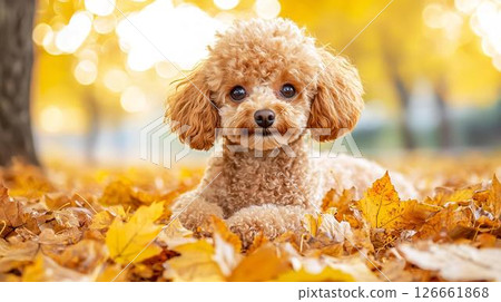 一隻玩具貴賓犬被埋在落葉中 126661868