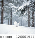 A rock ptarmigan appears in a snow-covered forest of Japanese stone pine A rock ptarmigan appears in a snow-covered forest of Japanese stone pine 126661911