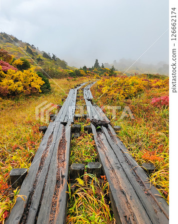 秋季攀登栗駒山（菅川溫泉～宇部沼：名郡原） 126662174