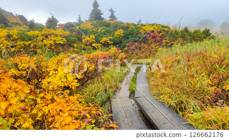 Climbing Mount Kurikoma in autumn (Sugawa Onsen to Ubu-numa: Nagorigahara) 126662176