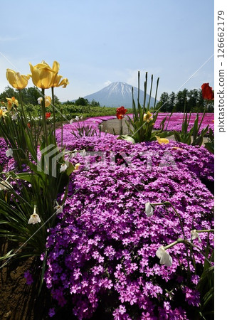 三島的房子草坪 三島的房子草坪 126662179