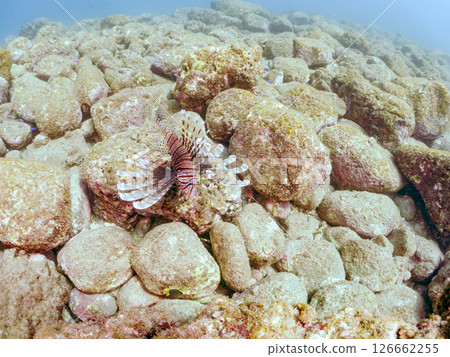一條美麗而巨大的獅子魚。它的目標是藍綠色雀鯛群和其他魚類。 Hirizohama Nakagi 南伊豆鎮 伊豆半島 靜岡縣 2024 一條美麗而巨大的獅子魚。它的目標是藍綠色雀鯛群和其他魚類。 Hirizohama Nakagi 南伊豆鎮 伊豆半島 靜岡縣 2024 126662255