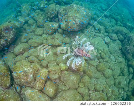 一條美麗而巨大的獅子魚。它的目標是藍綠色雀鯛群和其他魚類。 Hirizohama Nakagi 南伊豆鎮 伊豆半島 靜岡縣 2024 126662256